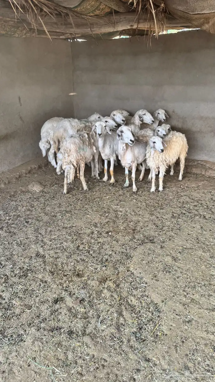 ضان حبص 7
