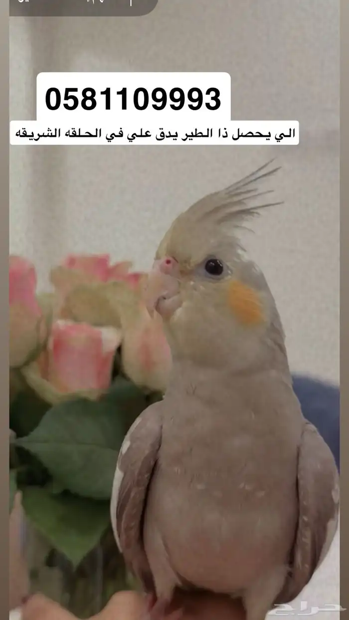 طير كروان مفقود - الطائف 0