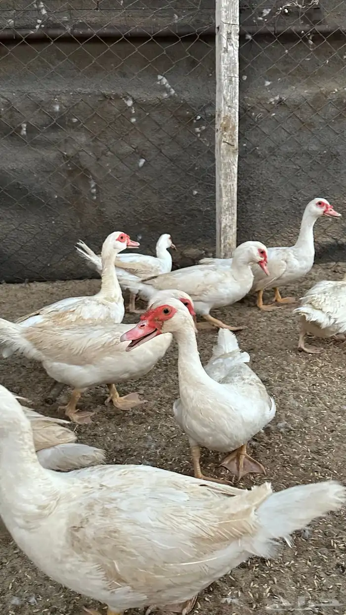 بط مسكوفي 0