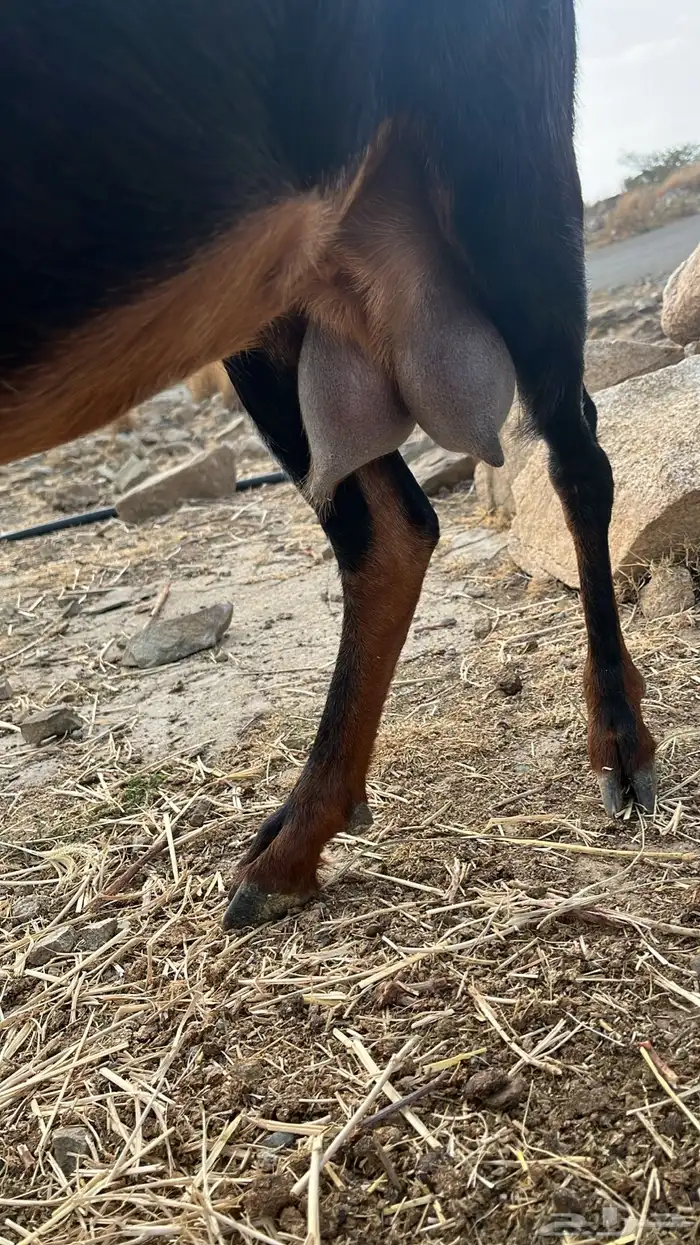 معزا حليب 1