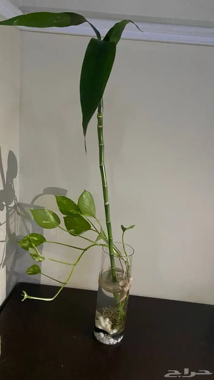 ساق البامبو مع الفازه 0