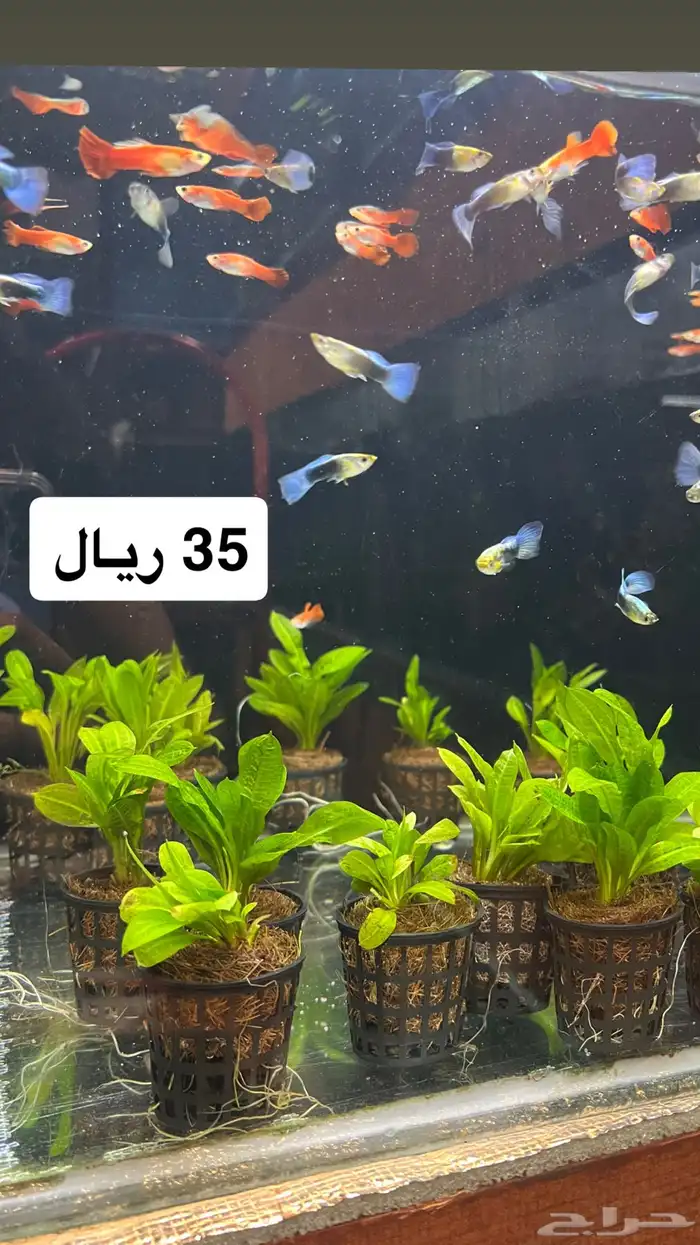 دفعه جديدة نباتات نهرية لأحواض السمك 1