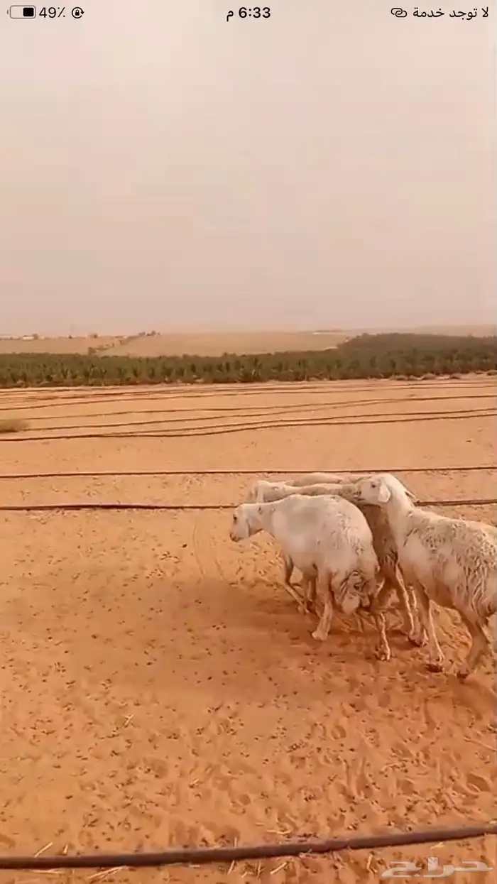 حريات حرش دفيع وحصيب 2