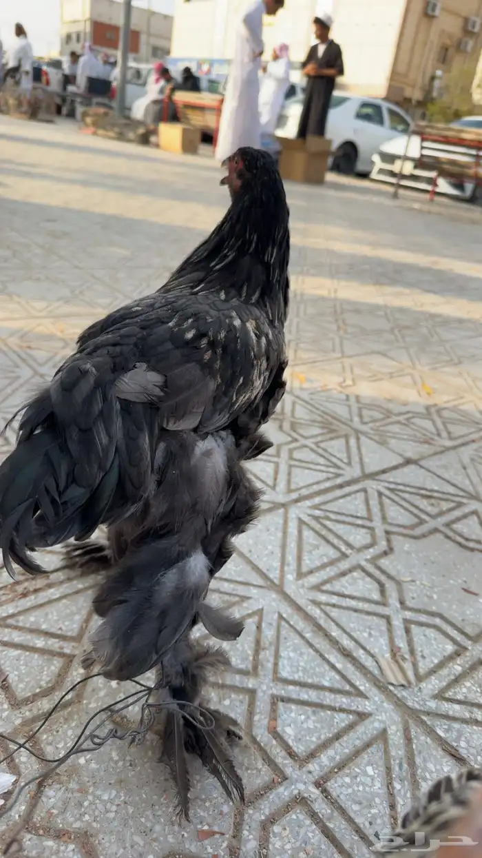 ديك برهما 0
