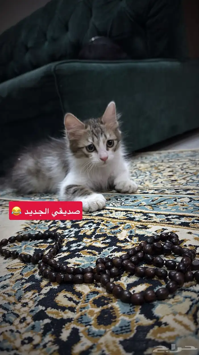 قطة للبيع 0