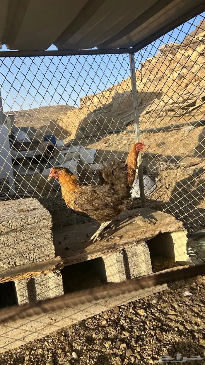تم البيع 3