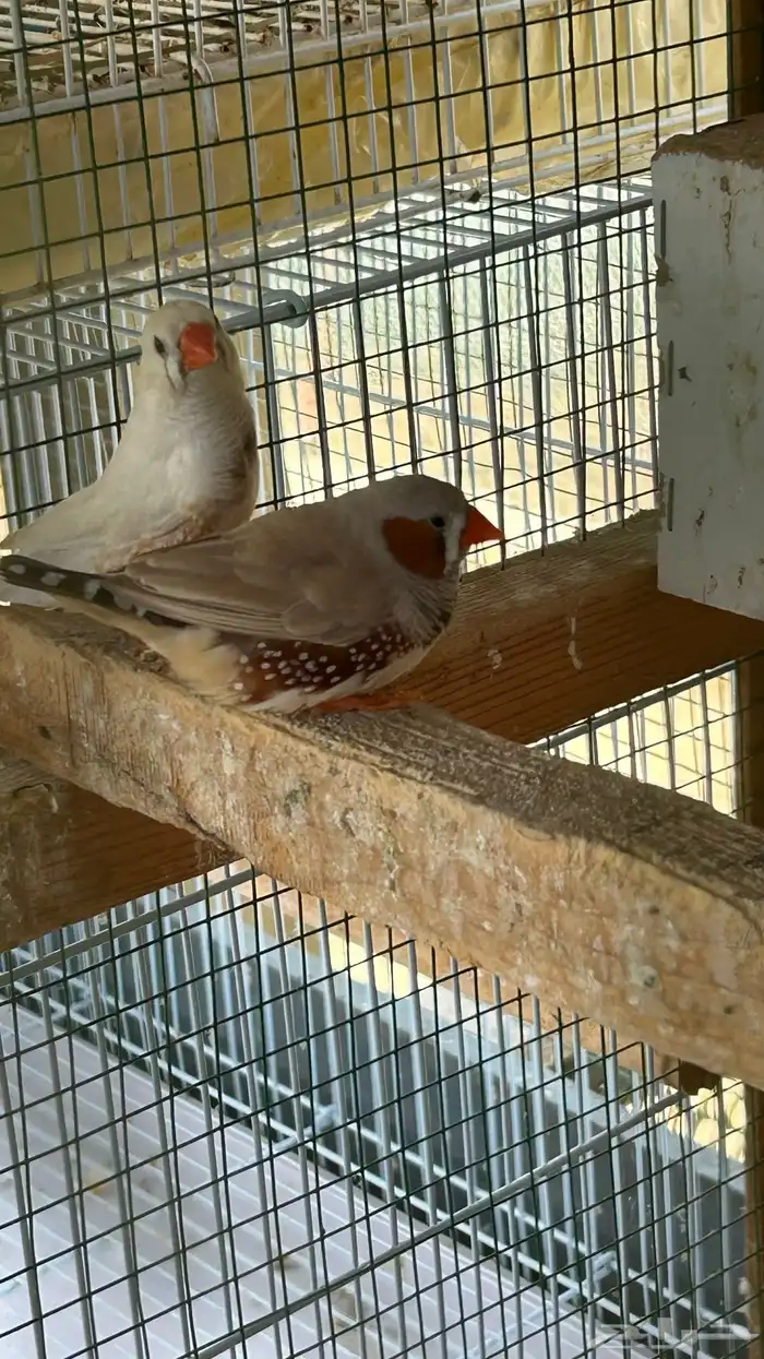 زيبرا 0