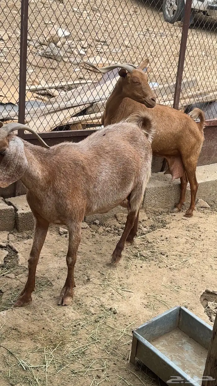 معزاء مواليد 4