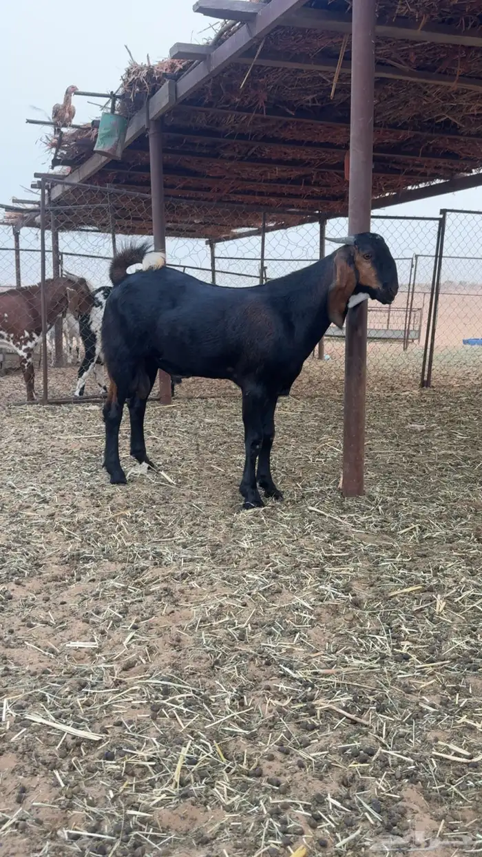 تيس مشروع فحل( تم البيع خارج الموقع) 0