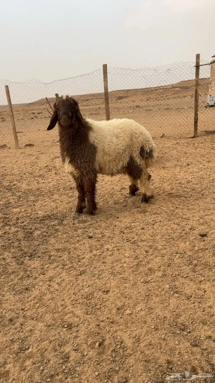 خروف للبيع 0