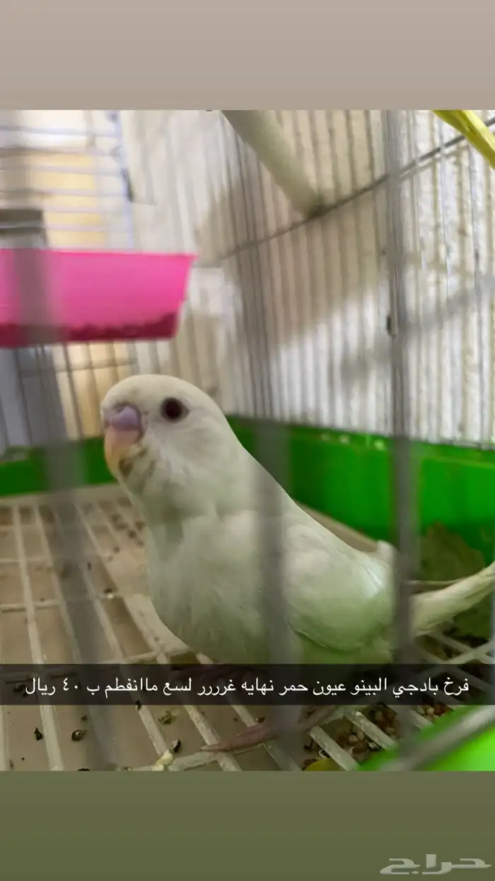 فروخ بادجي 2