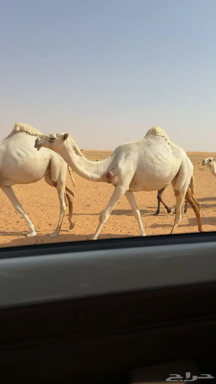 عشاير وضح للبيع 2