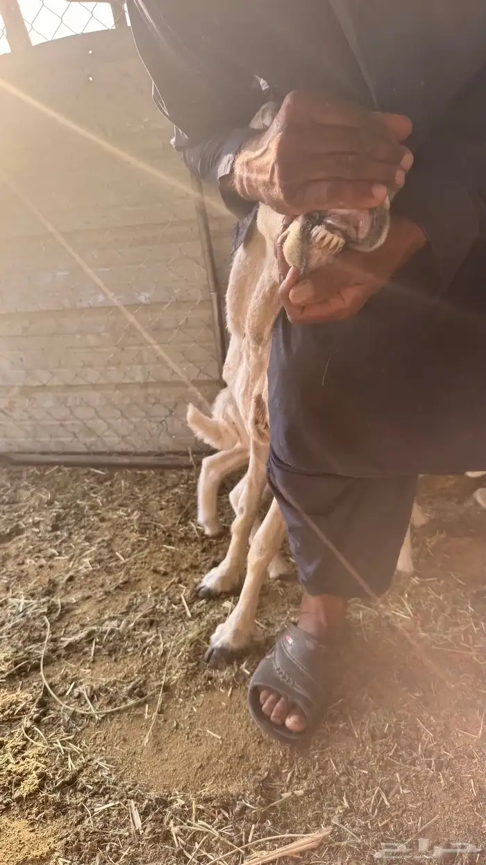 ضان حبص 9