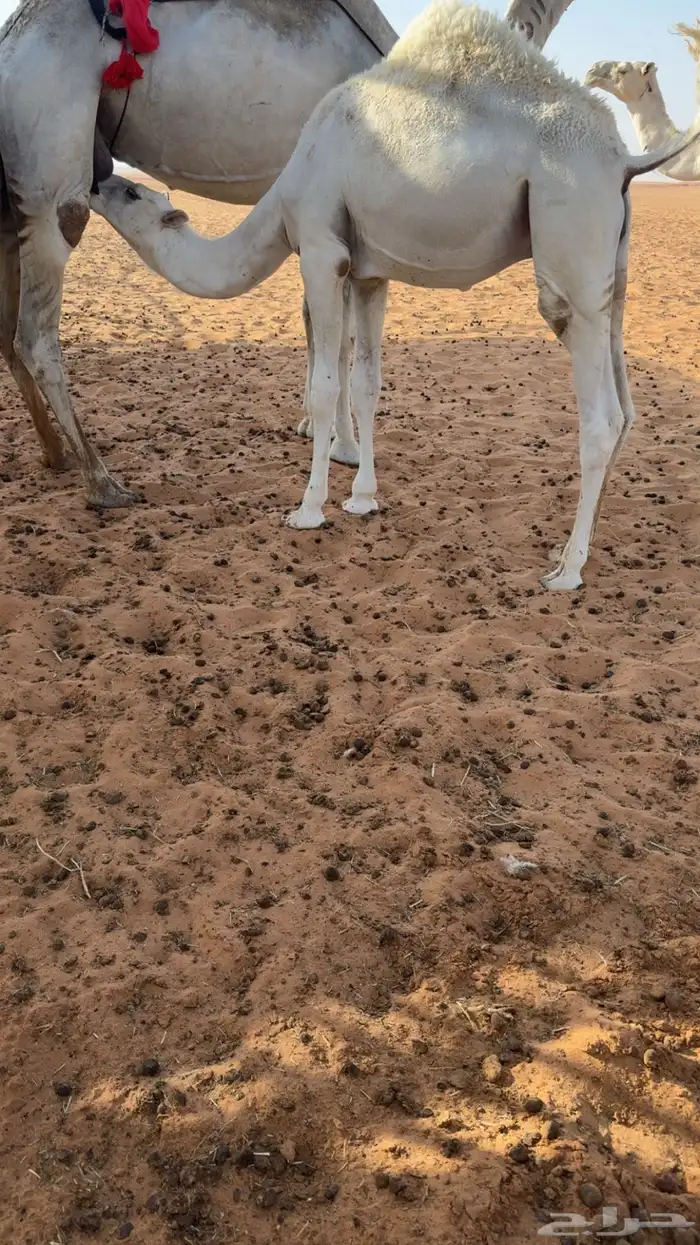 قعود طيب 0