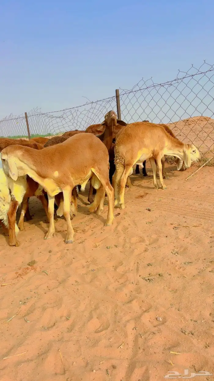 سواكن جذعان مرابي 6
