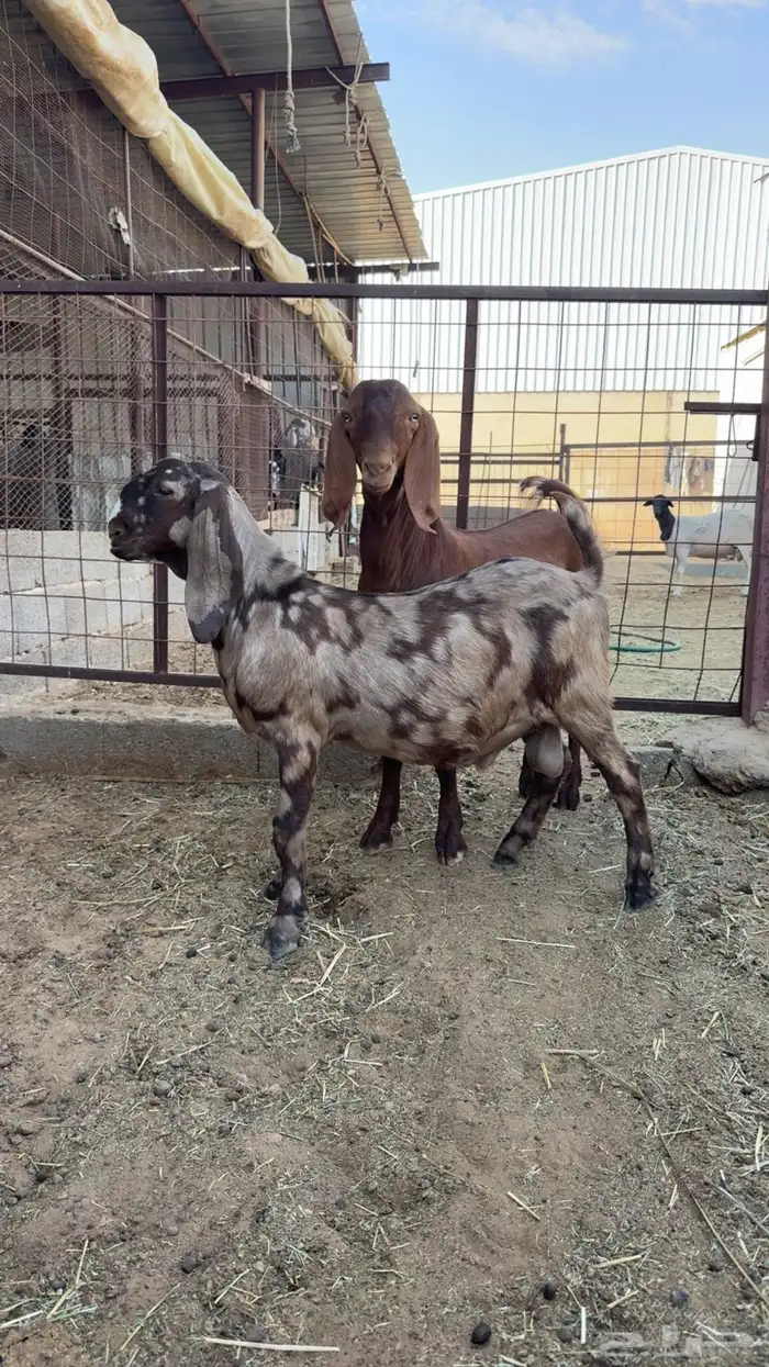 فحل عارضي قبرصي حجازي كاموري 2