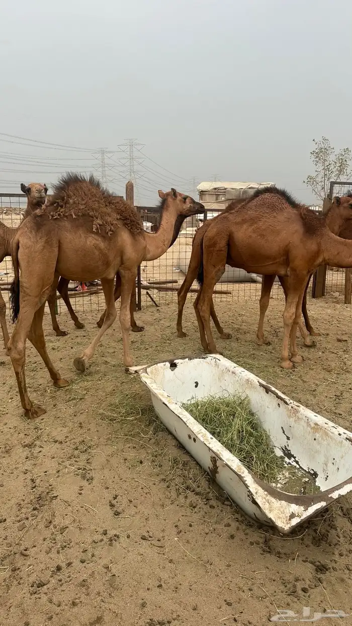 قعدان طيبه للبيع 4