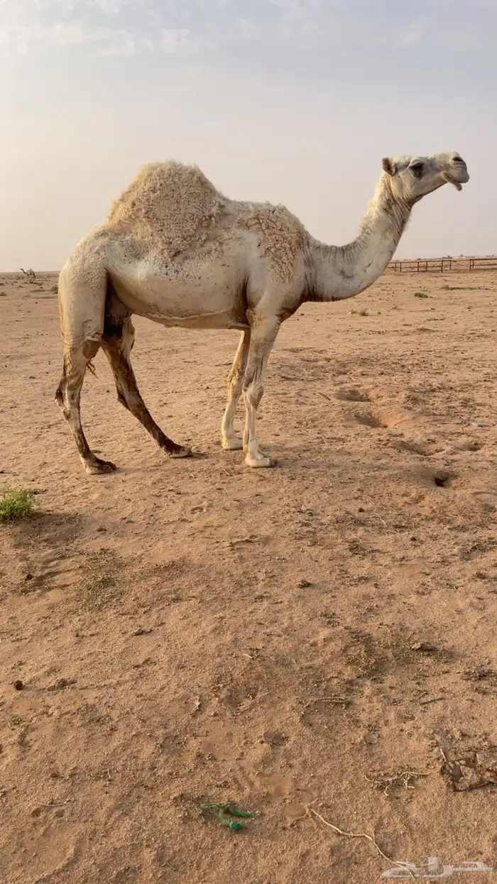 ضريبه وضحاء 1