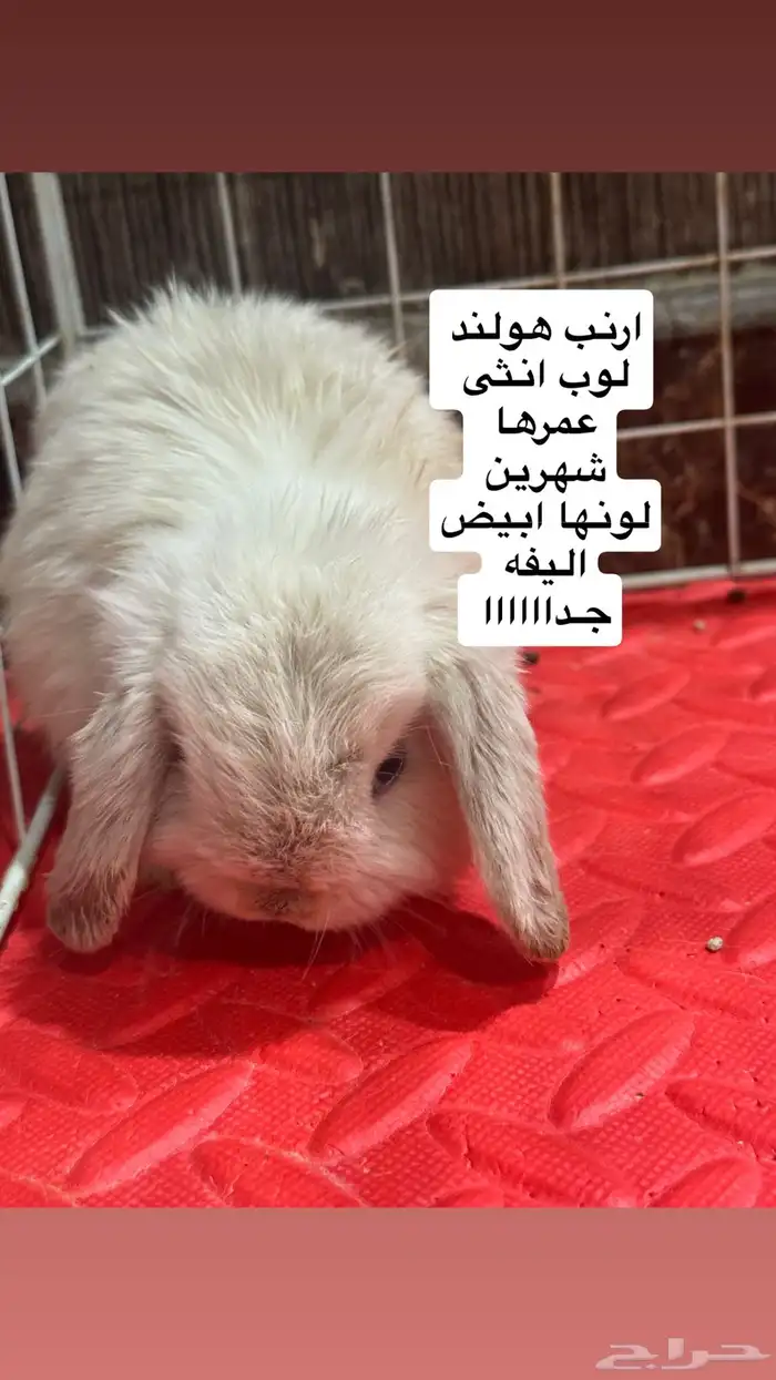 ارانب هولند لوب 7