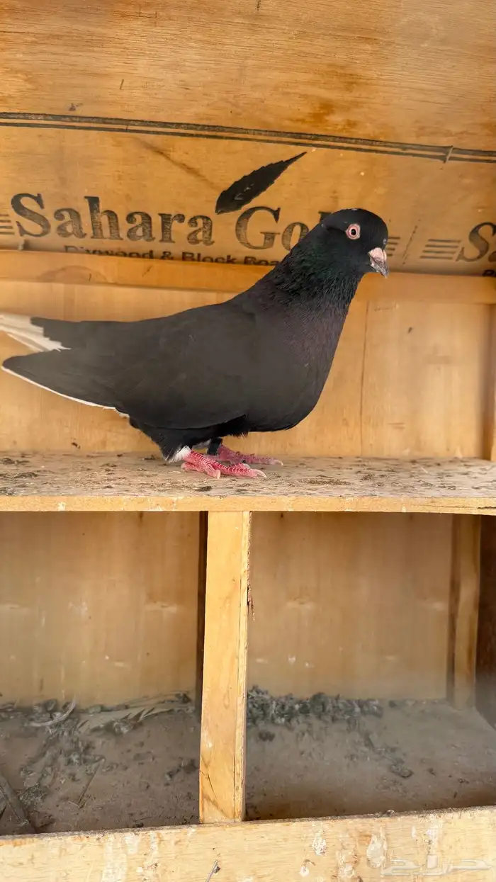 انثى قطيفي مطيار 0