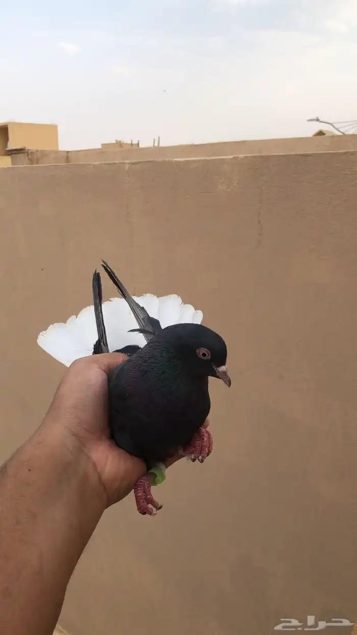 قروب حمام قطيفي 1