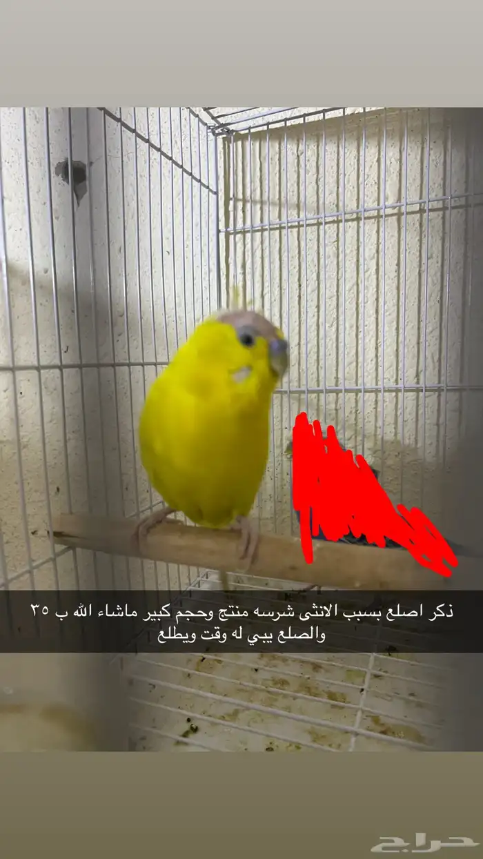 فروخ بادجي 3