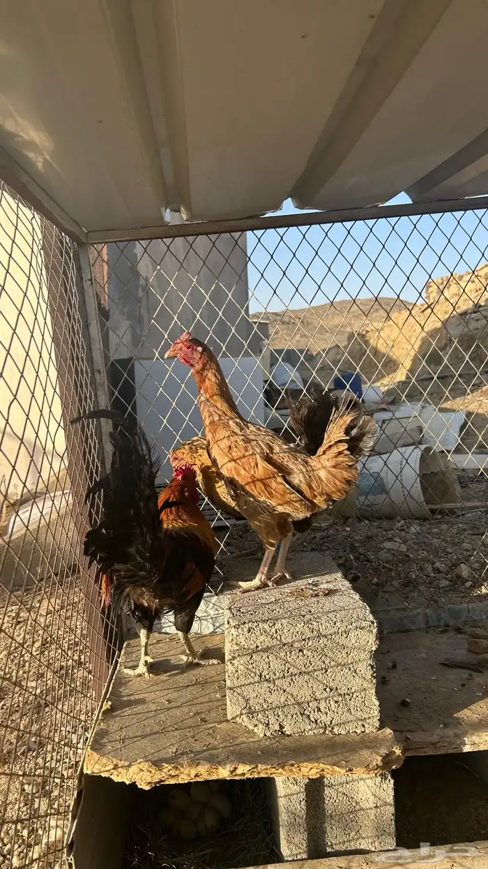 تم البيع 2