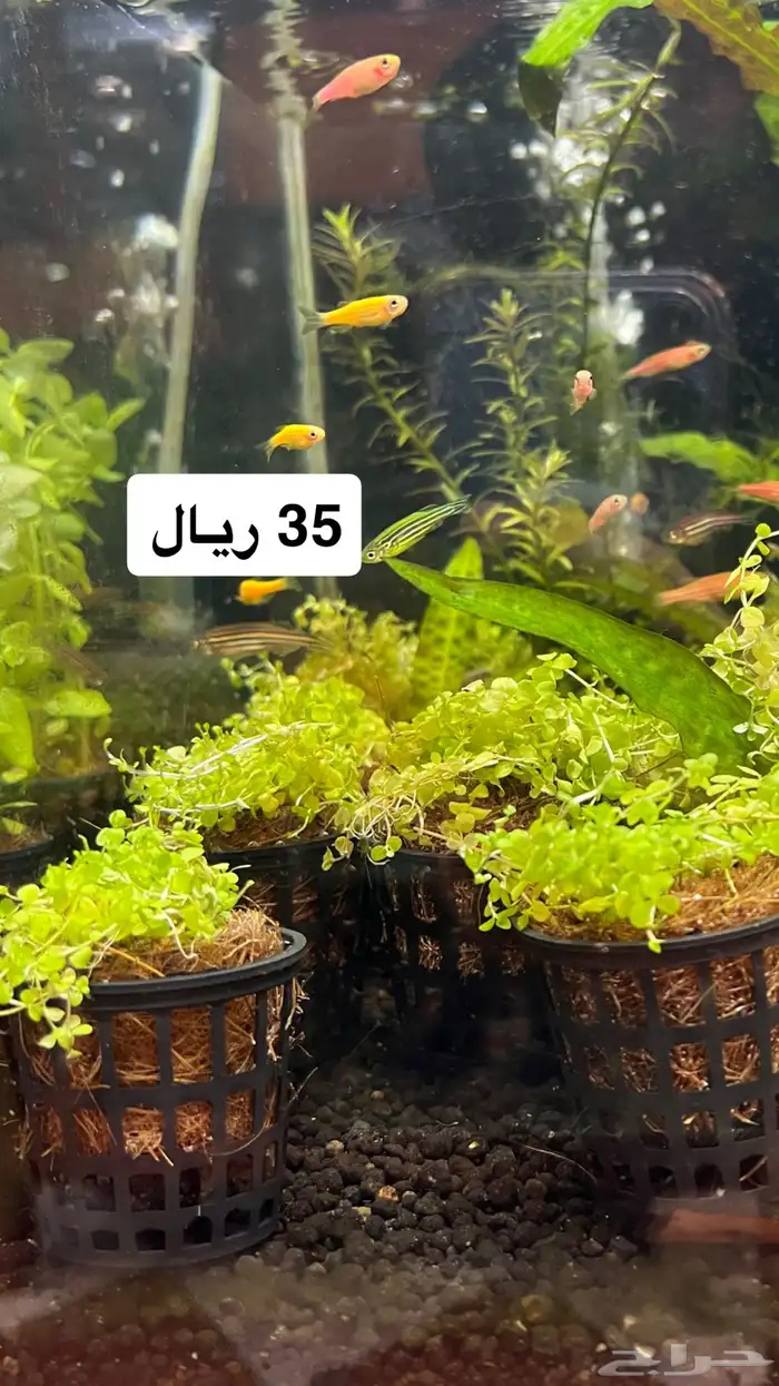 دفعه جديدة نباتات نهرية لأحواض السمك 14