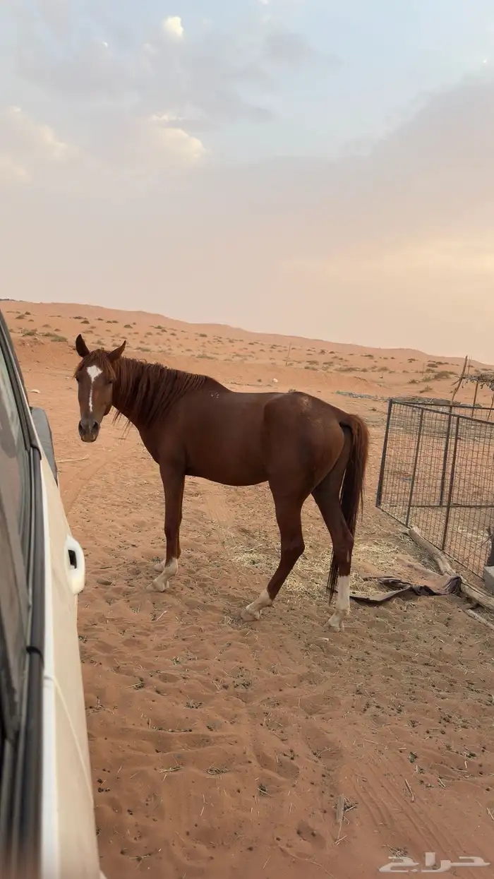 حصان شعبي 0