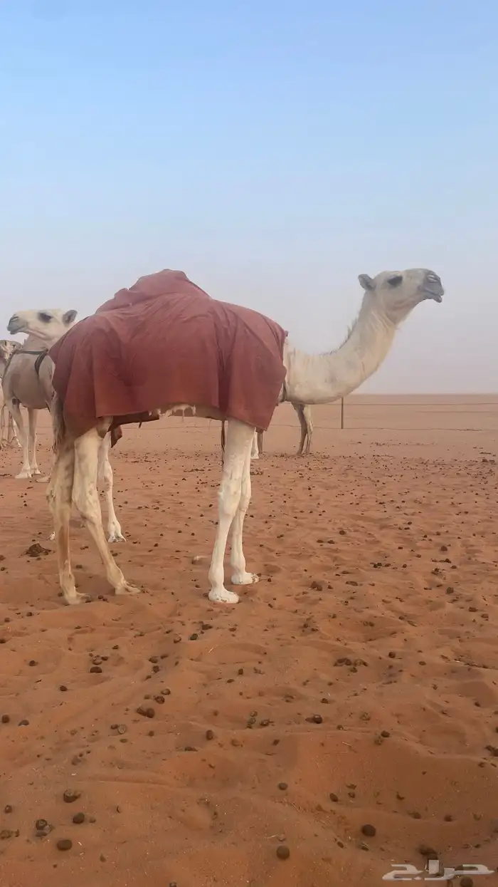 حواره حيسونيه البيع 0