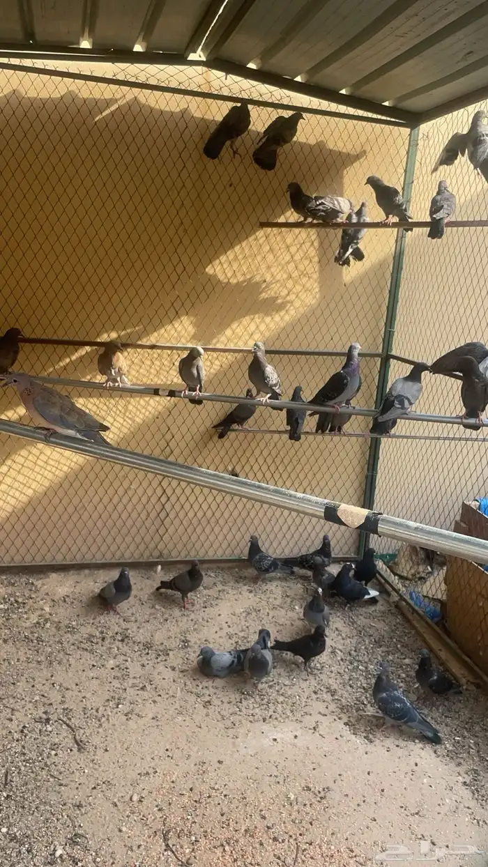 حمام عادي شرط 1