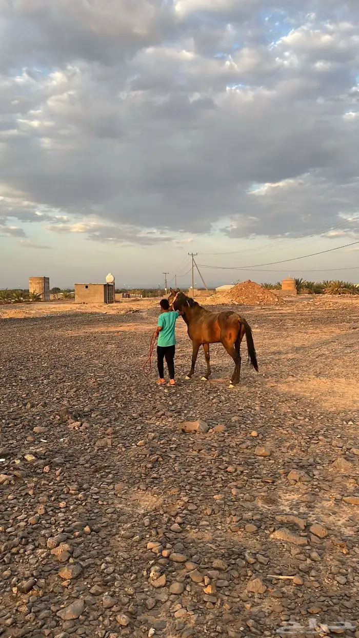 مهر نقليزي.مشروك 0