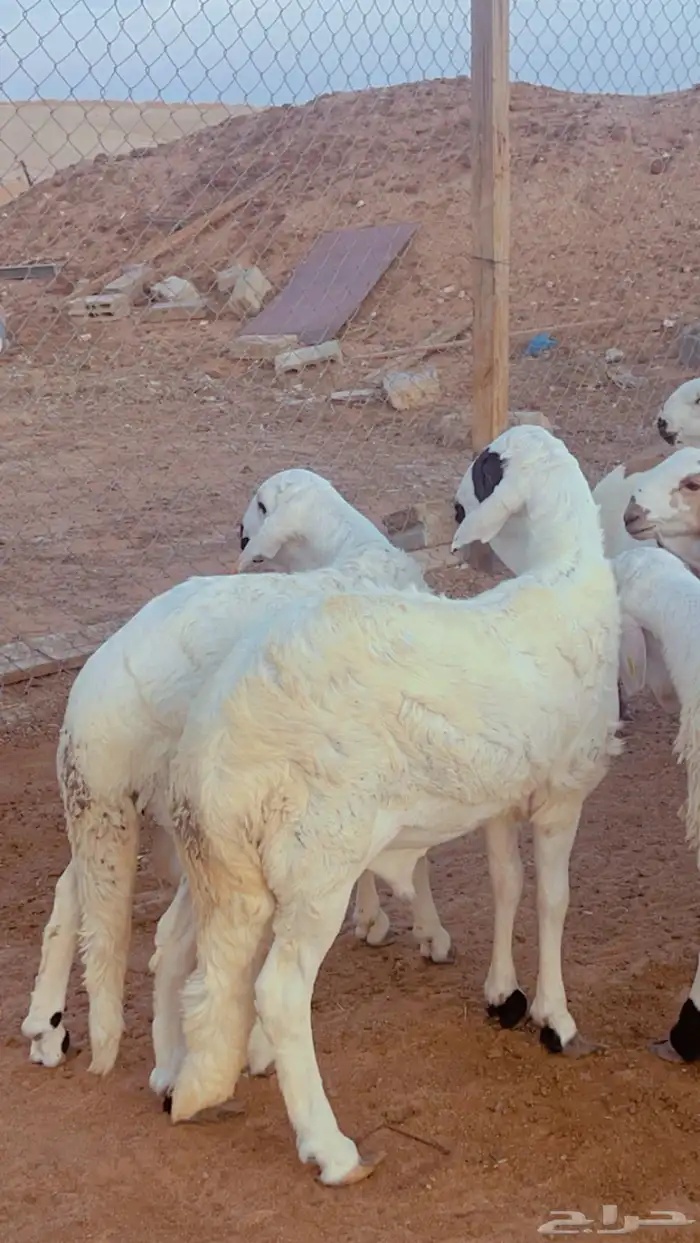 خرفان سواكني مرابي فل شحم كرشه بيضاء شرط 4