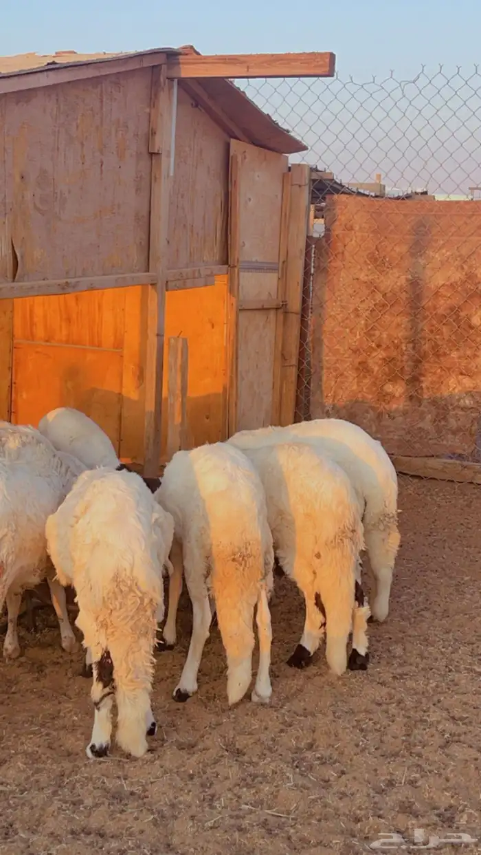 خرفان سواكني مرابي فل شحم كرشه بيضاء شرط 3