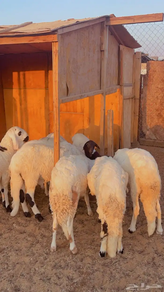 خرفان سواكني مرابي فل شحم كرشه بيضاء شرط 2