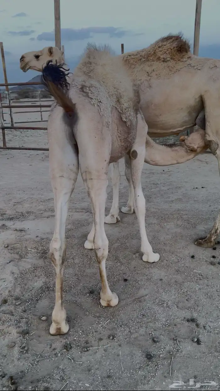 حشوان 4 5