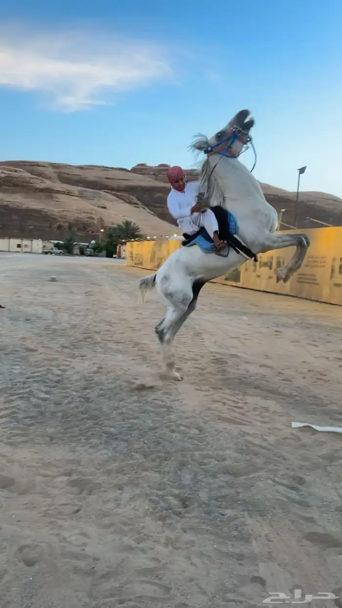 حصان شعبي العمر 3 سنين و5 شعور 1