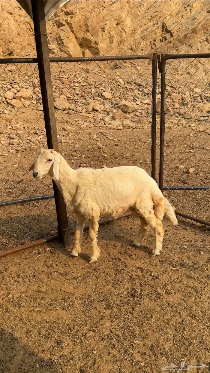 طليان 0