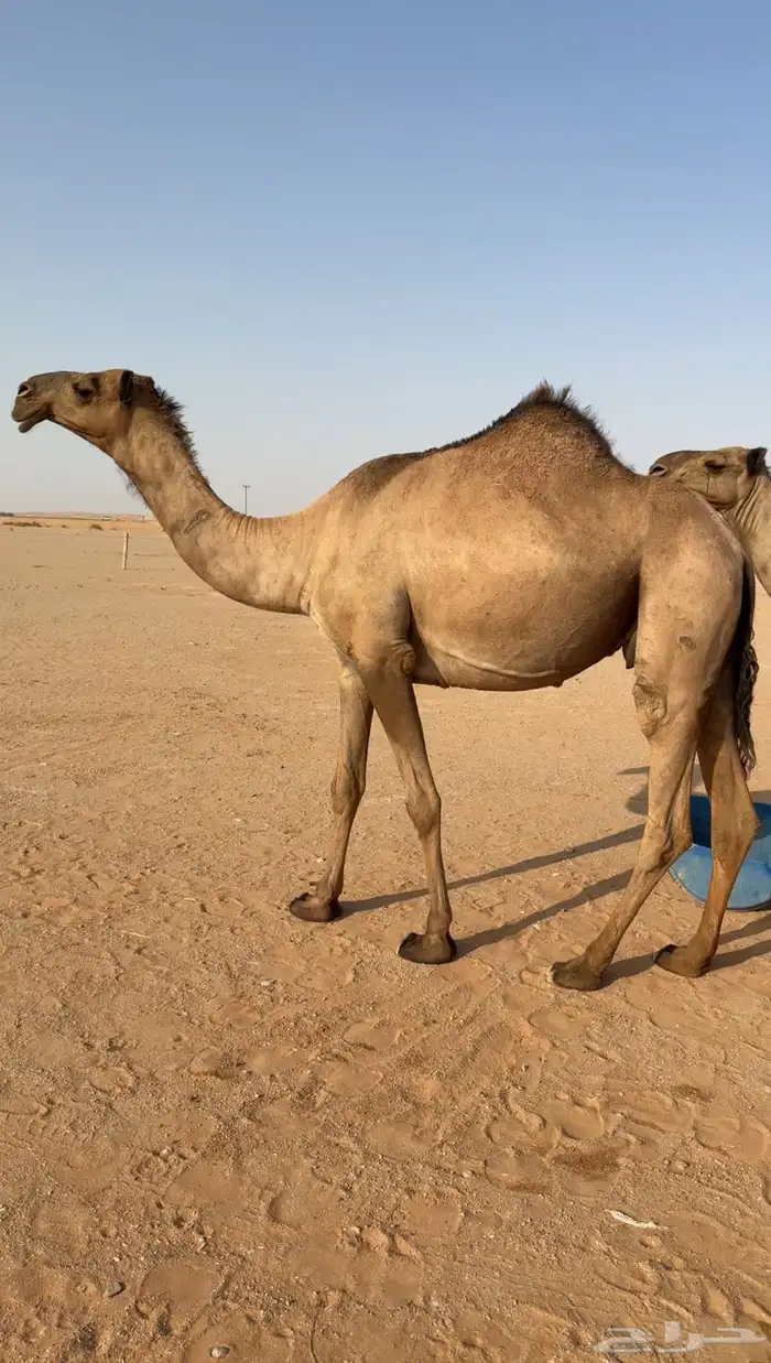 بكر عشراء جذعه تحتها بكره دبيانيه 0