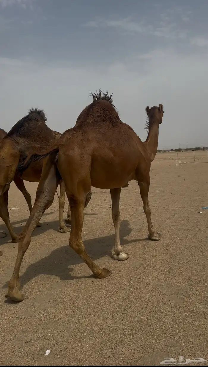 ثلاث نياق لقحات 7