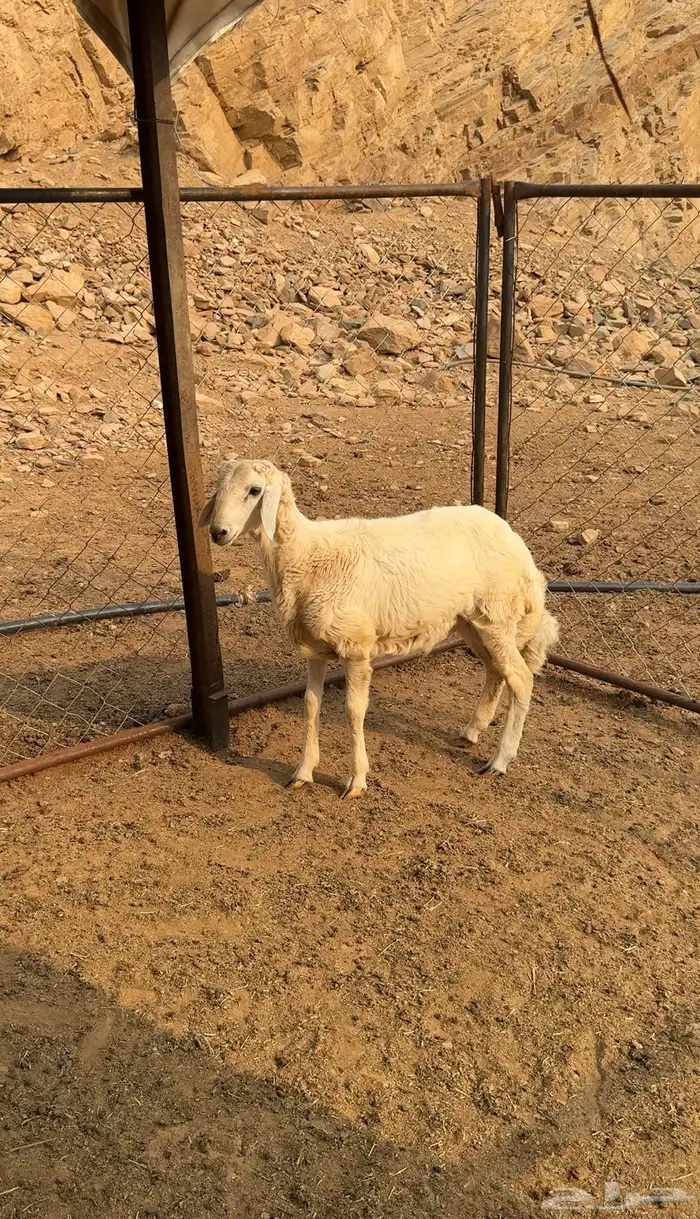 طليان 1