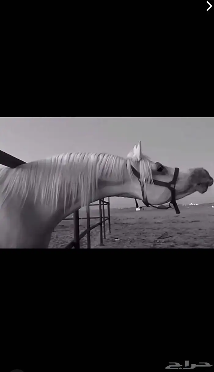 حصان مصري جمال للبيع الاسم وهاج 1