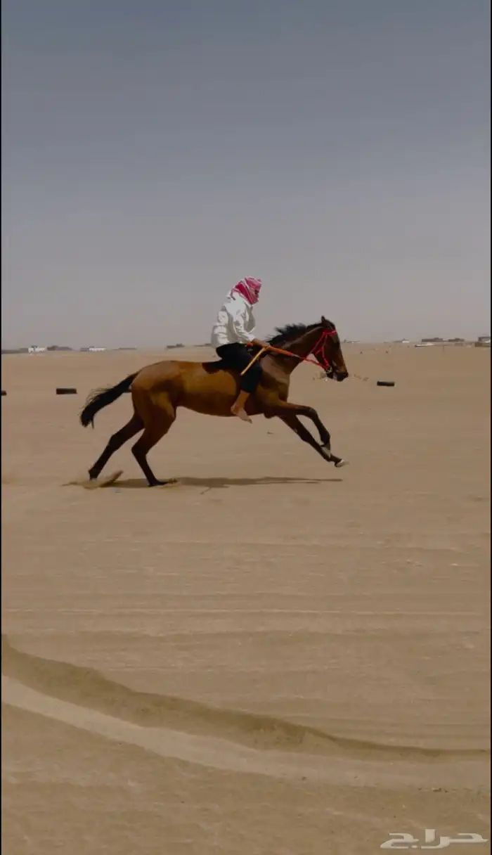 حصان سبوق للبيع 5