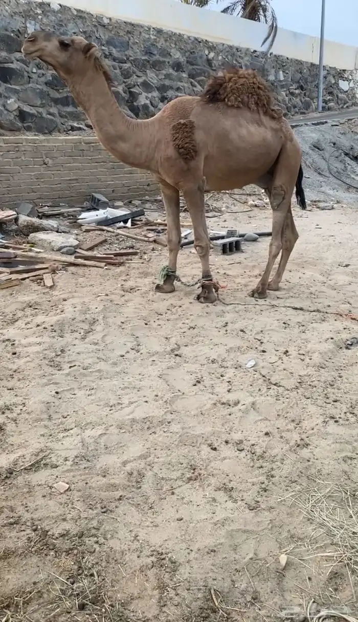 بعير فحل الاحمر 0
