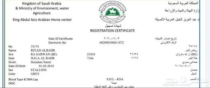 حصان حفيد ابطال 6