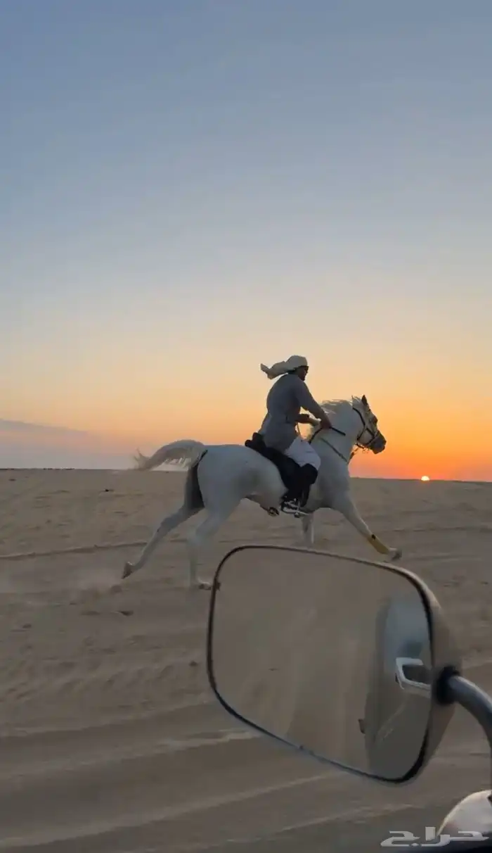 حصان شعبي كفووو 2