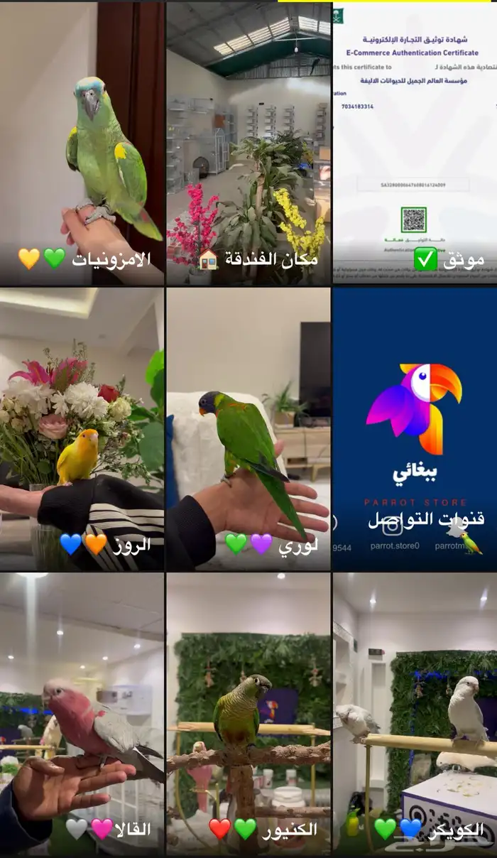 متجر ببغائي 8