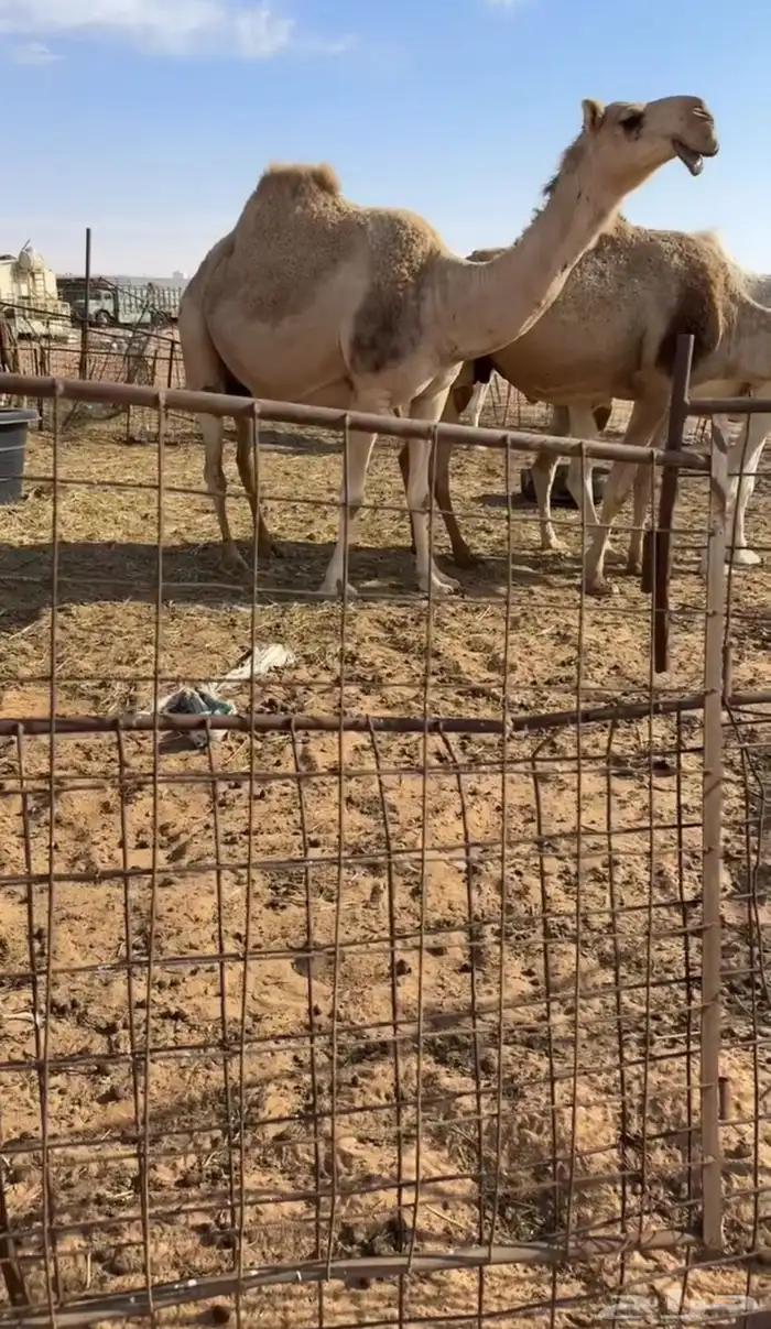 عونيه كفووو خفوت 0