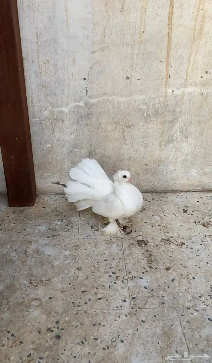 انثي كرانقو 0