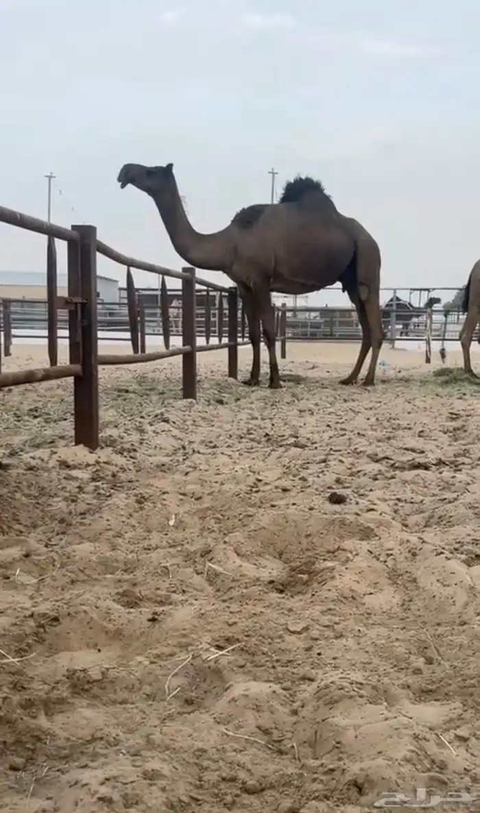 تم البيع 0